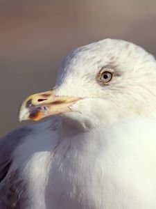 Preview wallpaper seagull, bird, beak