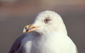 Preview wallpaper seagull, bird, beak