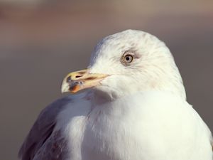 Preview wallpaper seagull, bird, beak