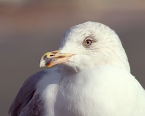 Preview wallpaper seagull, bird, beak