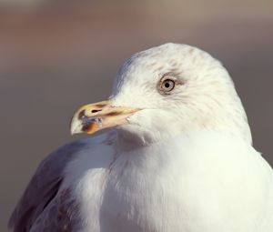 Preview wallpaper seagull, bird, beak