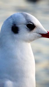 Preview wallpaper seagull, bird, beak