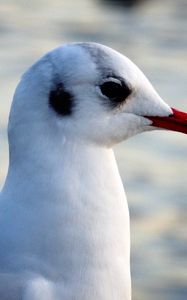 Preview wallpaper seagull, bird, beak