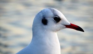 Preview wallpaper seagull, bird, beak