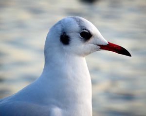 Preview wallpaper seagull, bird, beak