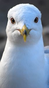 Preview wallpaper seagull, bird, beak, blur, wildlife
