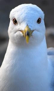 Preview wallpaper seagull, bird, beak, blur, wildlife