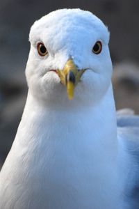 Preview wallpaper seagull, bird, beak, blur, wildlife