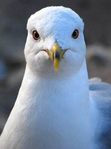 Preview wallpaper seagull, bird, beak, blur, wildlife