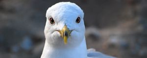 Preview wallpaper seagull, bird, beak, blur, wildlife