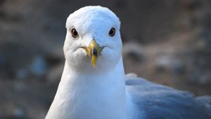 Preview wallpaper seagull, bird, beak, blur, wildlife