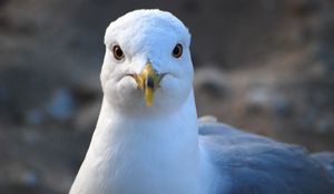 Preview wallpaper seagull, bird, beak, blur, wildlife