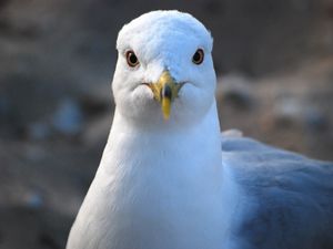 Preview wallpaper seagull, bird, beak, blur, wildlife