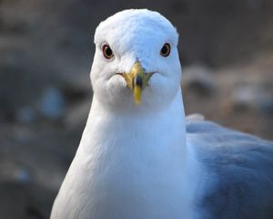 Preview wallpaper seagull, bird, beak, blur, wildlife