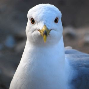 Preview wallpaper seagull, bird, beak, blur, wildlife