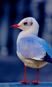 Preview wallpaper seagull, bird, beak, wildlife