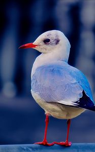 Preview wallpaper seagull, bird, beak, wildlife