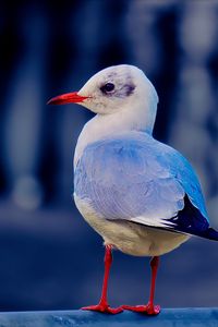 Preview wallpaper seagull, bird, beak, wildlife