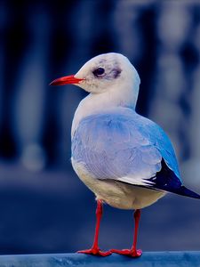 Preview wallpaper seagull, bird, beak, wildlife