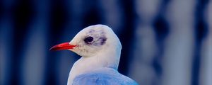 Preview wallpaper seagull, bird, beak, wildlife