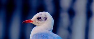 Preview wallpaper seagull, bird, beak, wildlife