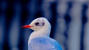 Preview wallpaper seagull, bird, beak, wildlife