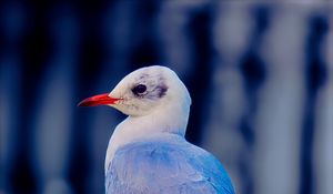 Preview wallpaper seagull, bird, beak, wildlife