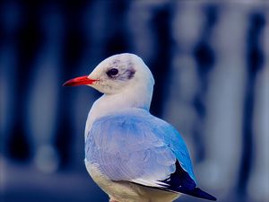 Preview wallpaper seagull, bird, beak, wildlife