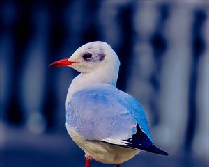 Preview wallpaper seagull, bird, beak, wildlife