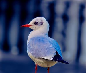 Preview wallpaper seagull, bird, beak, wildlife