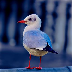 Preview wallpaper seagull, bird, beak, wildlife