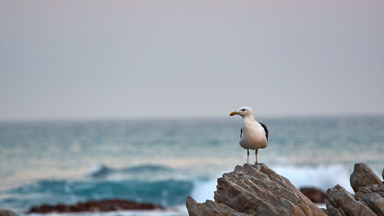 Wallpaper seagull, bird, beak, stone, sea