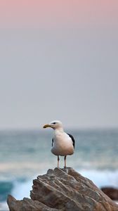 Preview wallpaper seagull, bird, beak, stone, sea