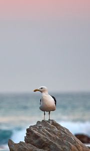 Preview wallpaper seagull, bird, beak, stone, sea