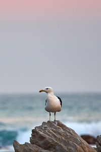 Preview wallpaper seagull, bird, beak, stone, sea