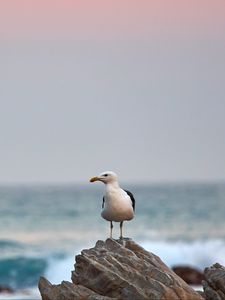 Preview wallpaper seagull, bird, beak, stone, sea