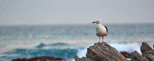 Preview wallpaper seagull, bird, beak, stone, sea