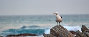 Preview wallpaper seagull, bird, beak, stone, sea