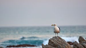 Preview wallpaper seagull, bird, beak, stone, sea