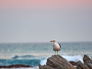 Preview wallpaper seagull, bird, beak, stone, sea