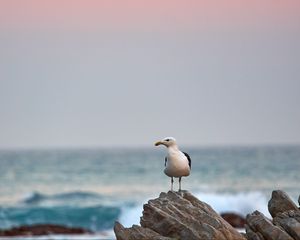 Preview wallpaper seagull, bird, beak, stone, sea