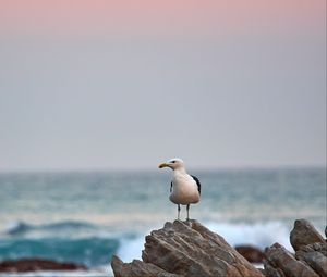 Preview wallpaper seagull, bird, beak, stone, sea