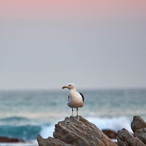 Preview wallpaper seagull, bird, beak, stone, sea