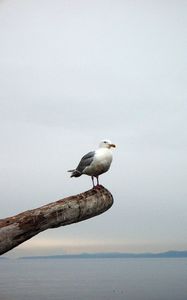 Preview wallpaper seagull, bird, beam, horizon