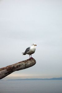 Preview wallpaper seagull, bird, beam, horizon