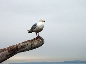 Preview wallpaper seagull, bird, beam, horizon