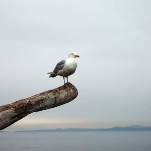 Preview wallpaper seagull, bird, beam, horizon