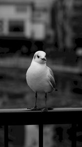 Preview wallpaper seagull, bird, bw, blur