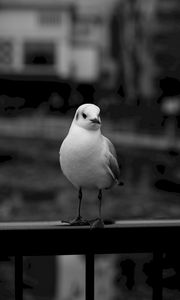 Preview wallpaper seagull, bird, bw, blur