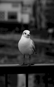 Preview wallpaper seagull, bird, bw, blur